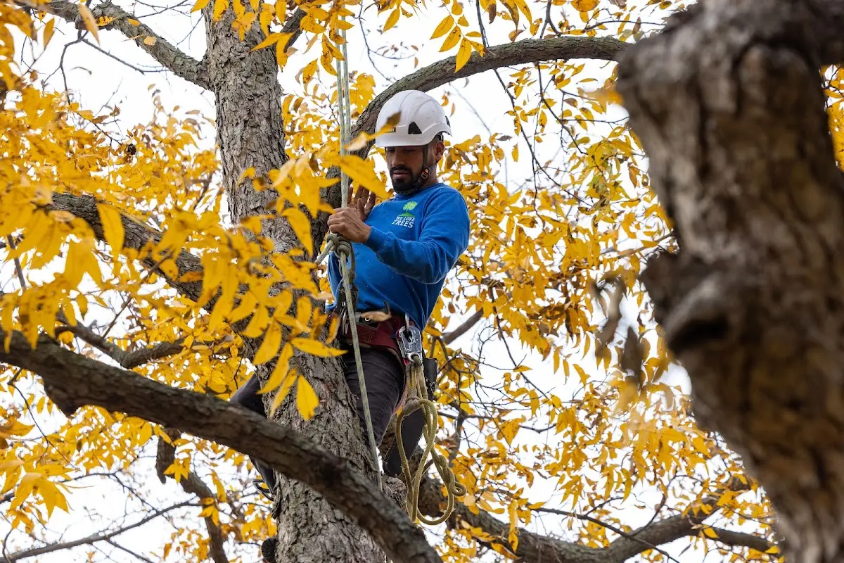 Skilled Tree Trimming crew working in Suffern